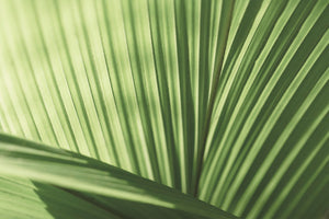 Palm leaf with sunlight behind. Lines of light and shadow